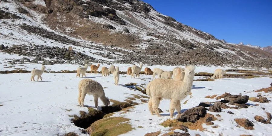 Trekking 7 Lagunas del Ausangate Full Day - Imagen 2